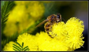Plantes à fleurs pour les abeilles
