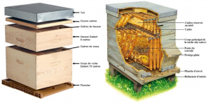 Les différentes parties d'une ruche